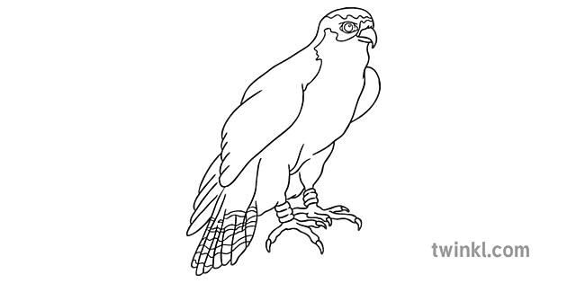 Qatar National Animal Falcon Black and White RGB Illustration - Twinkl