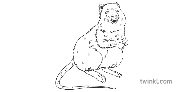 Quokka Black and White RGB Illustration - Twinkl