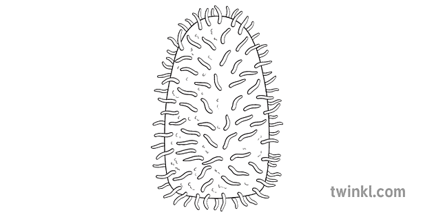 Rabies Virus Diagram Panyakit Swat Ks2 Hideung Bodas Rgb Illustration Twinkl