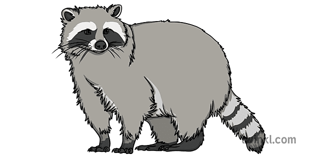 raccoon north american animals open eyes wild ks1 Illustration - Twinkl