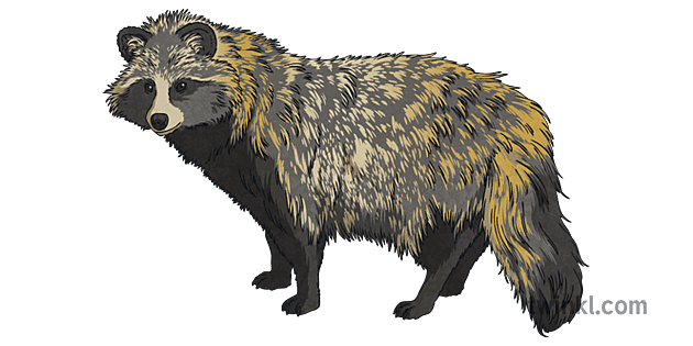 タヌキ 動物 デルタ ドゥナリー ルーマニア Ks2 Illustration