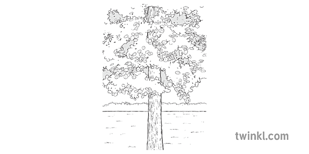 Rod Sandeltre Tre Natur Ks2 Svart Hvitt Rgb Illustration Twinkl