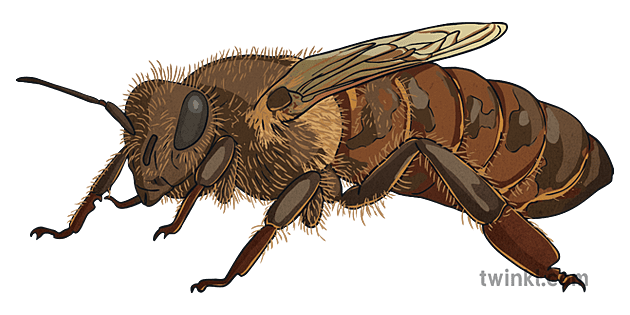 queen bee scientific illustration