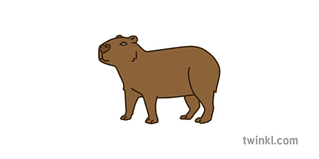 SYM Capybara Colour Illustration