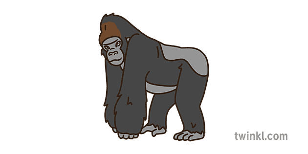 SYM Cross River Gorilla Colour Illustration - Twinkl