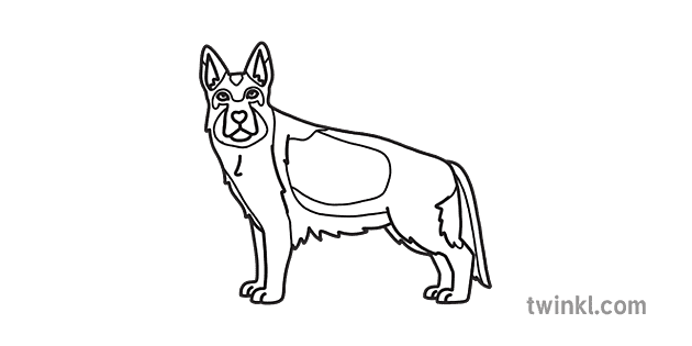 SYM German Shepherd Dog BW - Twinkl
