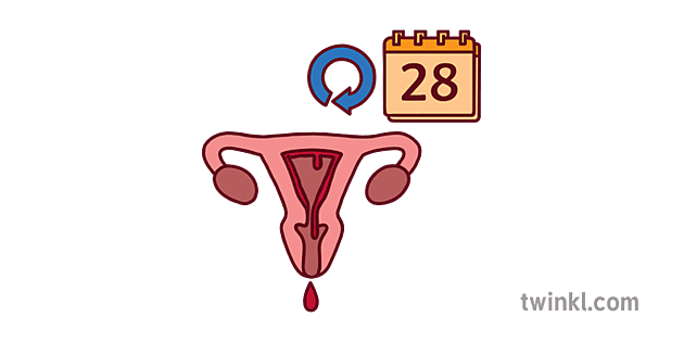 Sym Menstrual Cycle Colour Illustration Twinkl