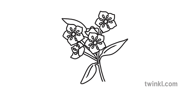 SYM Mountain Laurel BW Illustration - Twinkl