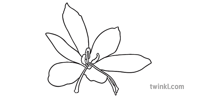 azafrán flor planta flor salvaje ks1 blanco y negro rgb