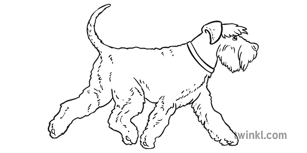 雪納瑞動物狗英語語言語音英語ks2黑色和白色1 Illustration