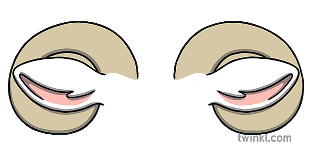 Sheep Ears Ilustración - Twinkl