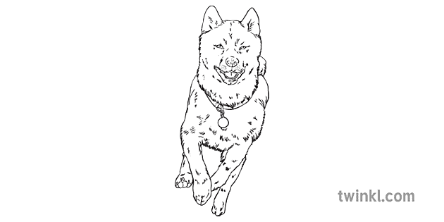 柴犬 犬 走る ペット 動物 犬 Mps Ks2 Bw Rgb Illustration Twinkl