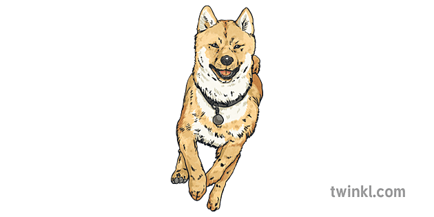 柴犬 犬 走る ペット 動物 犬 Mps Ks2 Illustration Twinkl