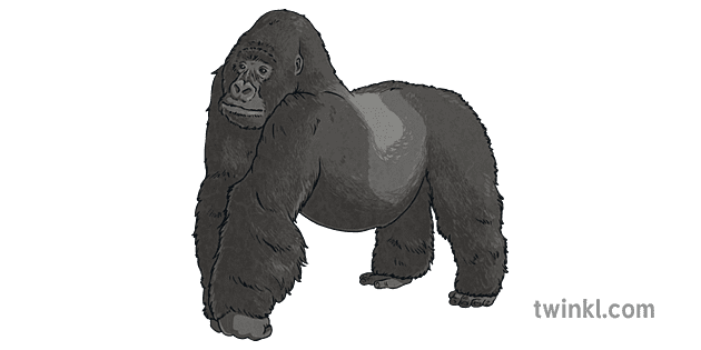 Silverback gorilla động vật amazon rừng nhiệt đới động vật có vú chủ đề ks2