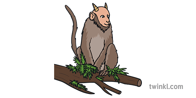 simiot Illustration Twinkl