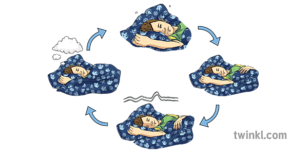 Sleep Cycle Sleeping REM Awakened Drowsy English KS2 Ilustração - Twinkl