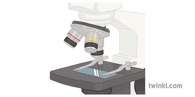 Slide on Microscope Illustration