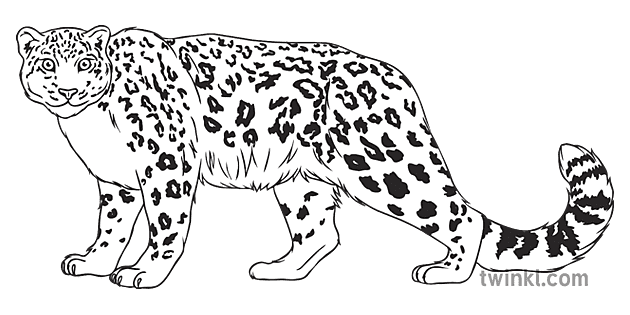 leopardo de las nieves animal mamífero depredador gato geografía ...