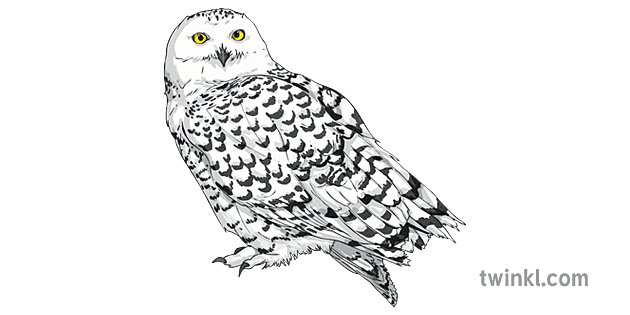 Snowy Owl Bird Animal KS2 Illustration - Twinkl
