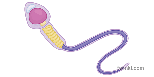 Sperm Cell Anatomy Illustration - Twinkl