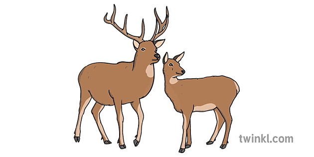 stag-and-doe-illustration-twinkl