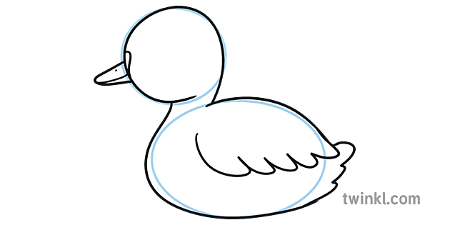 Step 05 How to Draw a Baby Swan Illustration - Twinkl