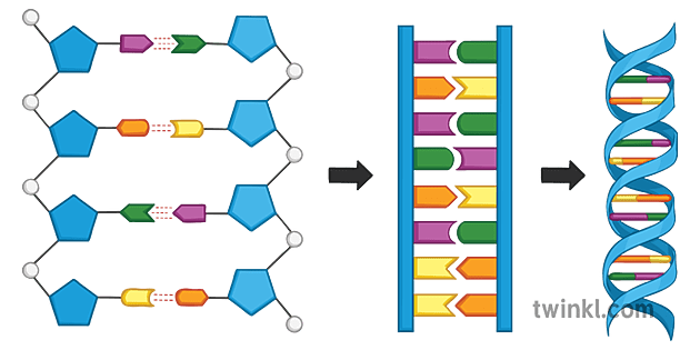 estructura del adn diagrama ciencia secundaria Illustration - Twinkl