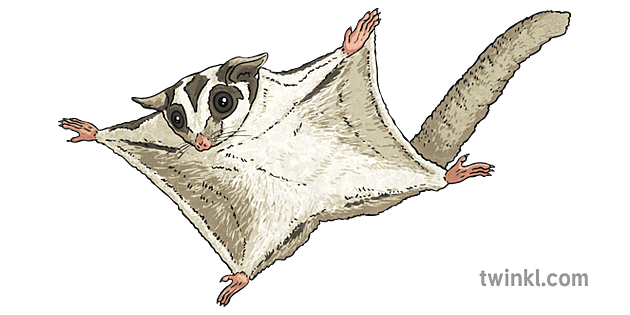 糖滑翔機動物澳大利亞澳大利亞有袋動物英語ks2 Illustration