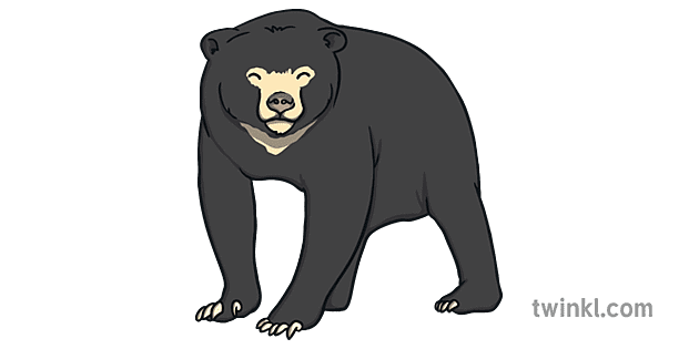 Sun Bear Animal Bears Animals KS1 Illustration - Twinkl