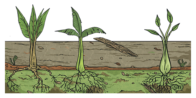 swamp diagram with young plants fossils formation pre historic nature ...