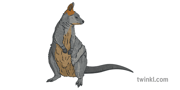 Australian Swamp Animals | Twinkl Teaching Wiki - Twinkl