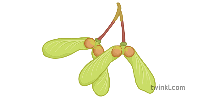 Sycamore Seeds Illustration Twinkl