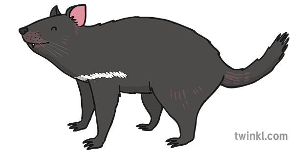 Tasmanian Devil Illustration - Twinkl