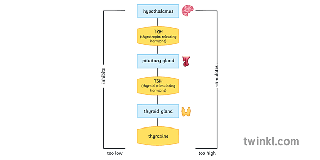 thyroxine negative feedback science flow chart body secondary ...