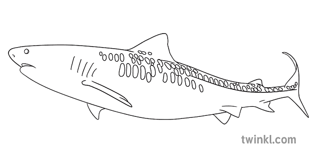 Tiger Shark Black and White RGB Illustration - Twinkl