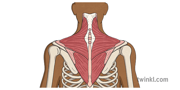 Trapezius Illustration - Twinkl