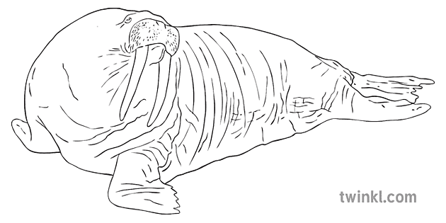 Walrus Arctic Animal English KS2 Bw RGB Illustration - Twinkl