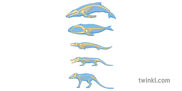 Whale Evolution Chart Skeleton Animal Science Secondary Illustration -