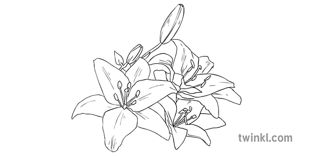 白百合百合花植物复活节美国主题ks2 黑白rgb Illustration