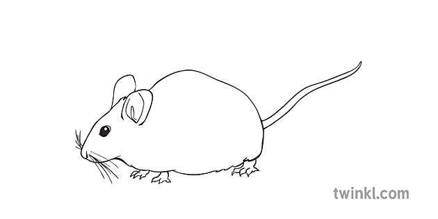 Souris Blanche Noir Et Blanc Illustration Twinkl