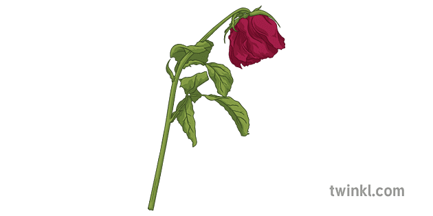 marchita rosa ingles flor amor secundaria - Twinkl