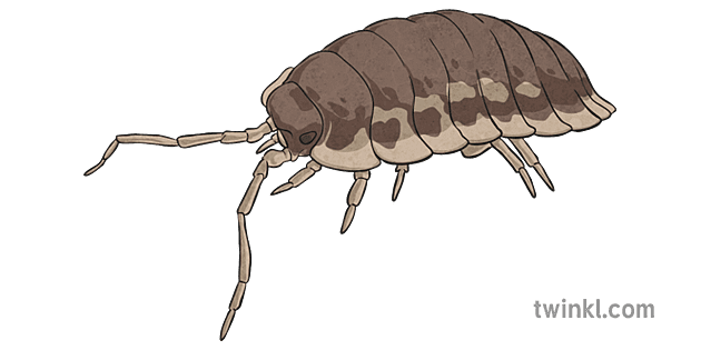 Woodlouse 1 Illustration Twinkl