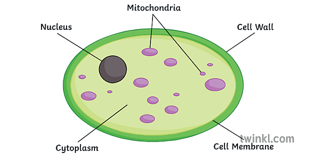 Yeast Cell Science Diagram Biology KS3 KS4 Illustration - Twinkl