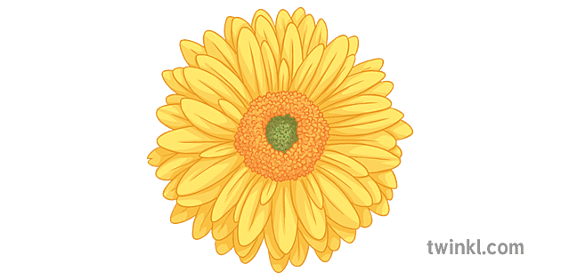 黄色非洲菊雏菊一般花中学 Illustration Twinkl