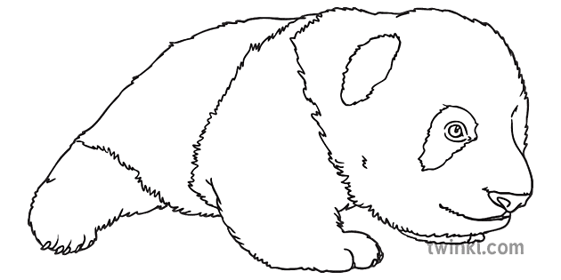 Jeune Bebe Panda Animal Rampant Les Yeux Ouverts En Voie De Disparition