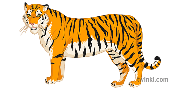 Animal Tiger Illustration - Twinkl