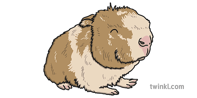 赤ちゃん モルモット Illustration Twinkl 赤ちゃん モルモット Illustration Twinkl