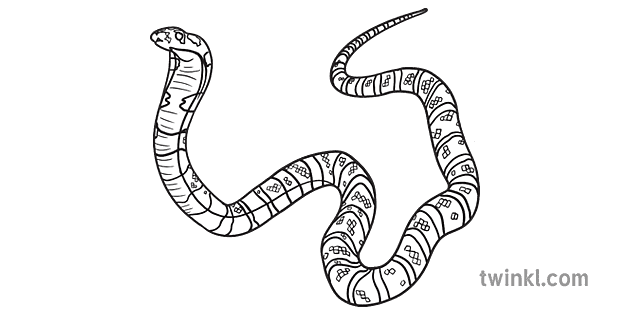 Bebe Roi Cobra Nouveau Ne Noir Et Blanc Rgb Ver 1 Illustration Twinkl