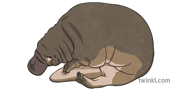 Baby Platypus Ilustracja Twinkl