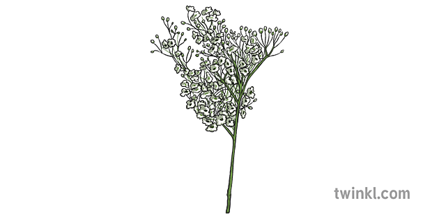 Babys Breath Flowers 1 Illustration Twinkl